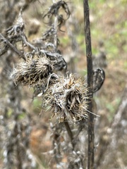Cirsium discolor