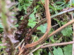 Cyrtomium caryotideum