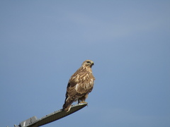 Buteo rufinus