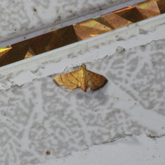 Orphanostigma haemorrhoidalis