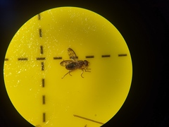 Opomyzidae