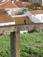 Phoenicurus ochruros