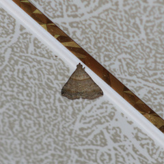 Heterogramma circumflexalis