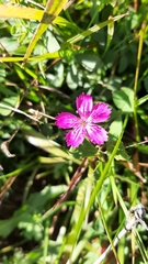 Dianthus deltoides deltoides