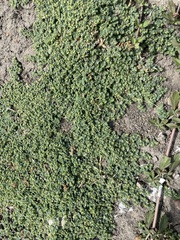 Euphorbia serpens