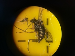 Dolichopus popularis