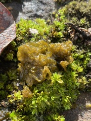 Nostoc commune