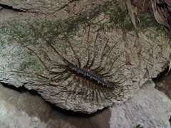 Scutigeromorpha