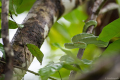 Tropidolaemus subannulatus