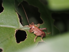 Gryllacrididae
