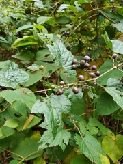 Vitaceae