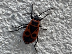 Pyrrhocoris apterus