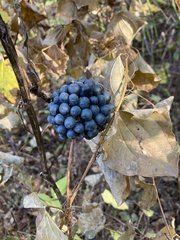 Smilax lasioneura