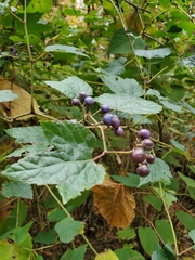 Vitaceae