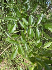 Fraxinus berlandieriana