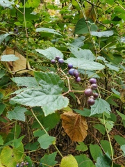 Vitaceae