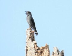 Lalage fimbriata