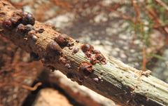 Sphaerolecanium prunastri