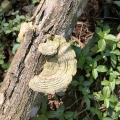 Trametes villosa