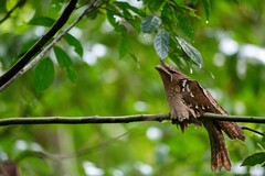 Batrachostomus auritus