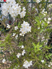 Solanum laxum