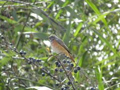 Phoenicurus phoenicurus