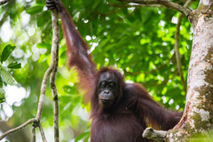 Pongo pygmaeus morio