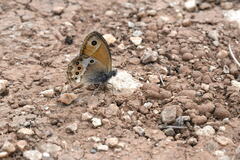 Coenonympha dorus