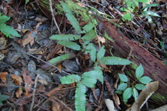 Adiantum paraense