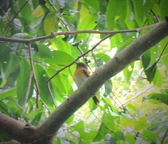 Cyornis rubeculoides