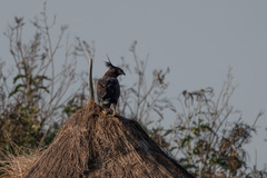 Lophaetus occipitalis