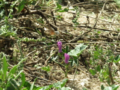 Macroglossum stellatarum