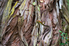 Dendrelaphis caudolineatus