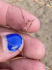 Boerhavia gracillima