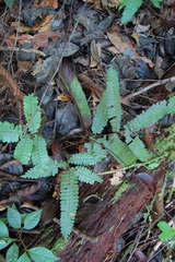 Adiantum paraense