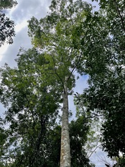 Ceiba