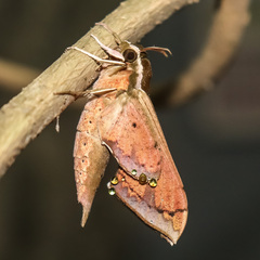 Rhagastis albomarginata