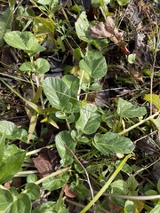 Barbarea vulgaris