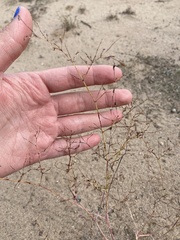 Boerhavia gracillima