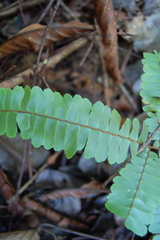 Adiantum paraense