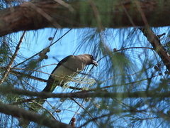 Dendrocitta formosae formosae