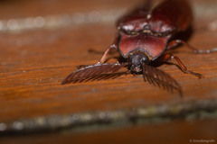 Elateridae
