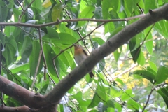 Cyornis rubeculoides