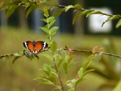 Danaus chrysippus chrysippus