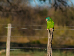 Thectocercus acuticaudatus