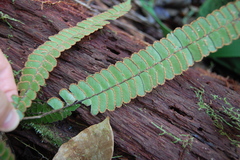 Adiantum paraense