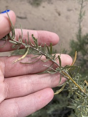 Atriplex canescens canescens