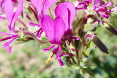 Pelargonium incrassatum