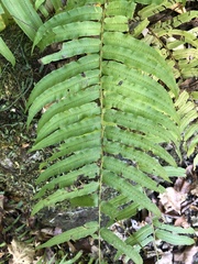 Homalosorus pycnocarpos