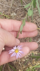 Symphyotrichum pratense